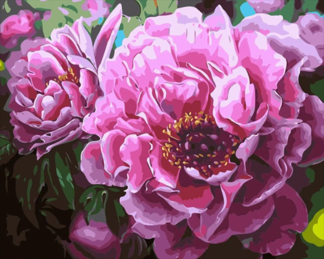 Bazsarózsák - számfestő készlet