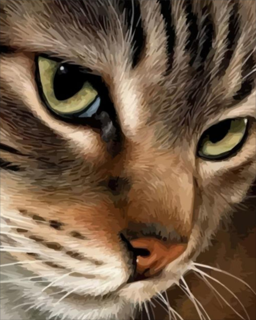 Cica figyelem - számfestő készlet