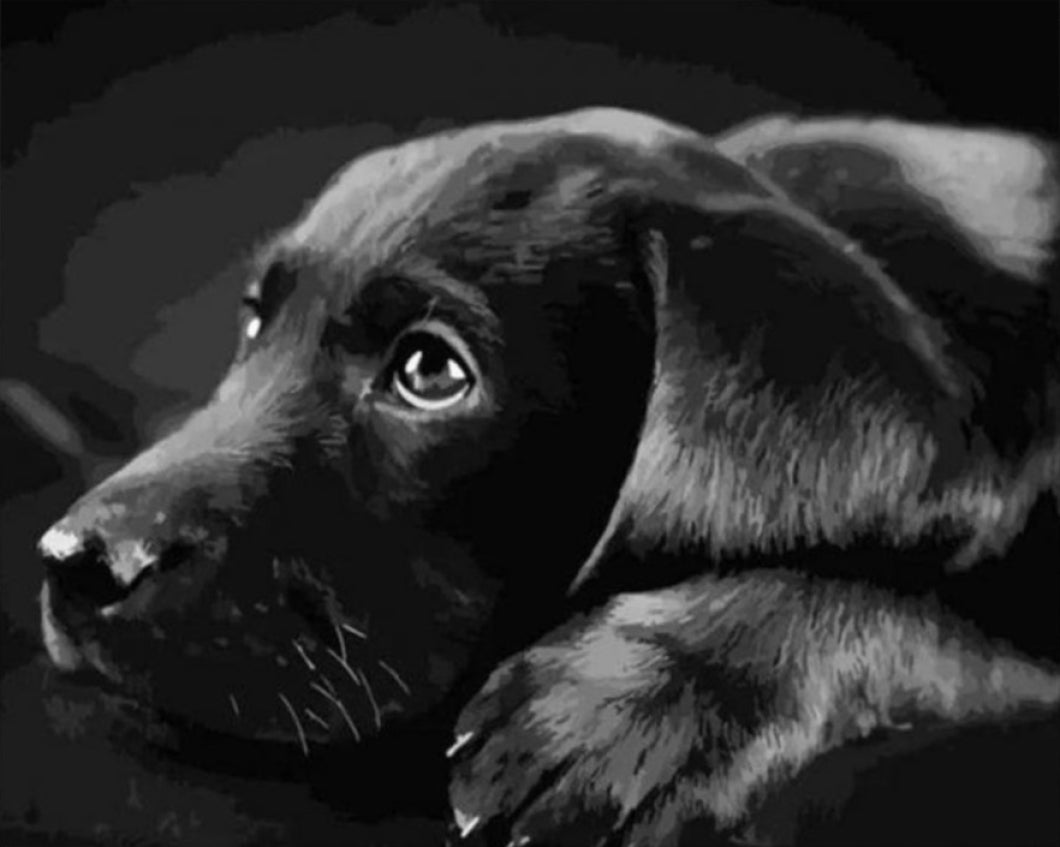 Fekete Labrador - számfestő készlet