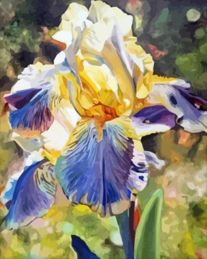 Nőszirom - számfestő készlet