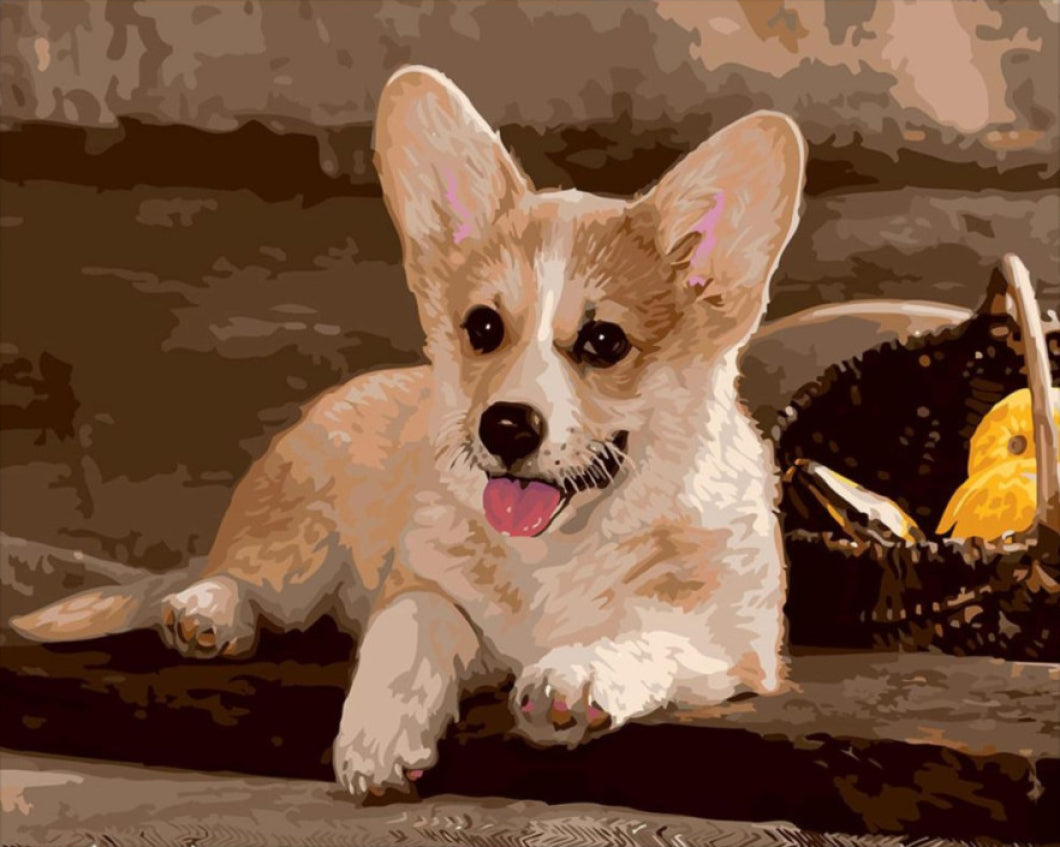 Welsh Corgi kutya - számfestő készlet