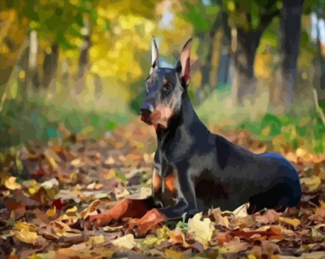 Dobermann - számfestő készlet