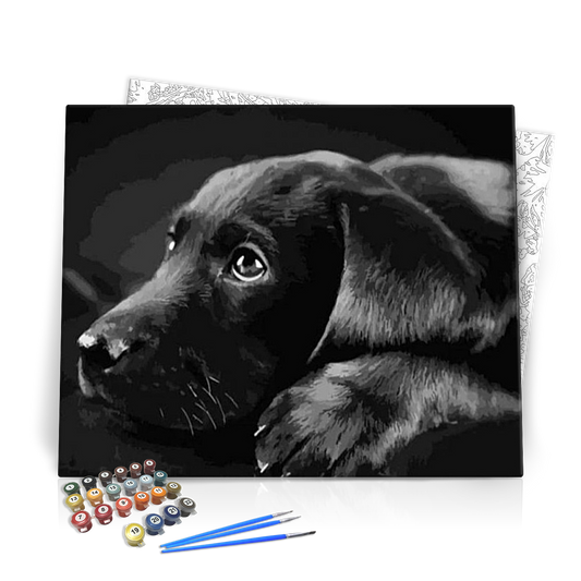 Fekete Labrador - számfestő készlet