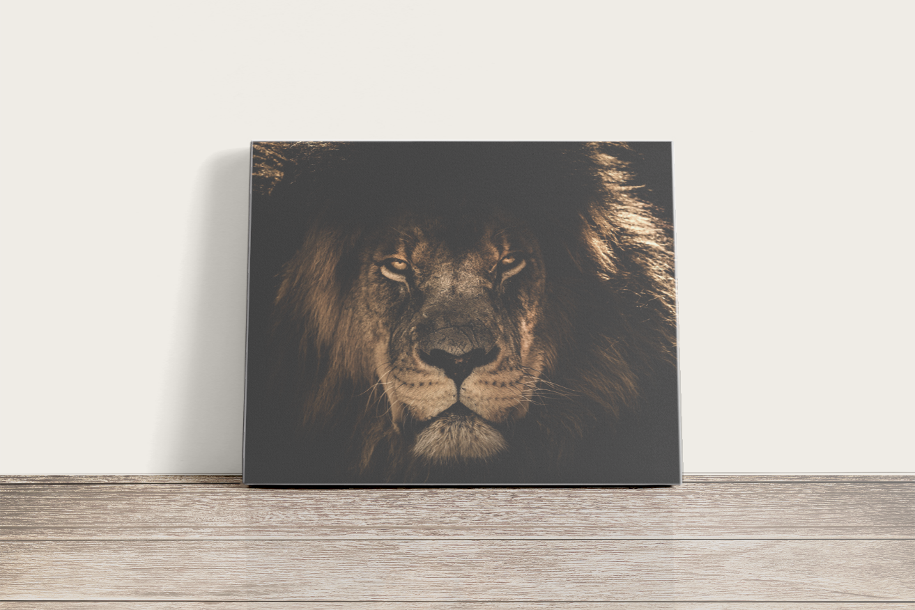 Afrikai oroszlán - vászonkép
