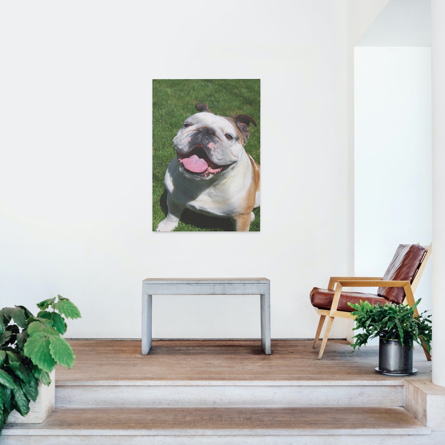 Boldog bulldog - vászonkép