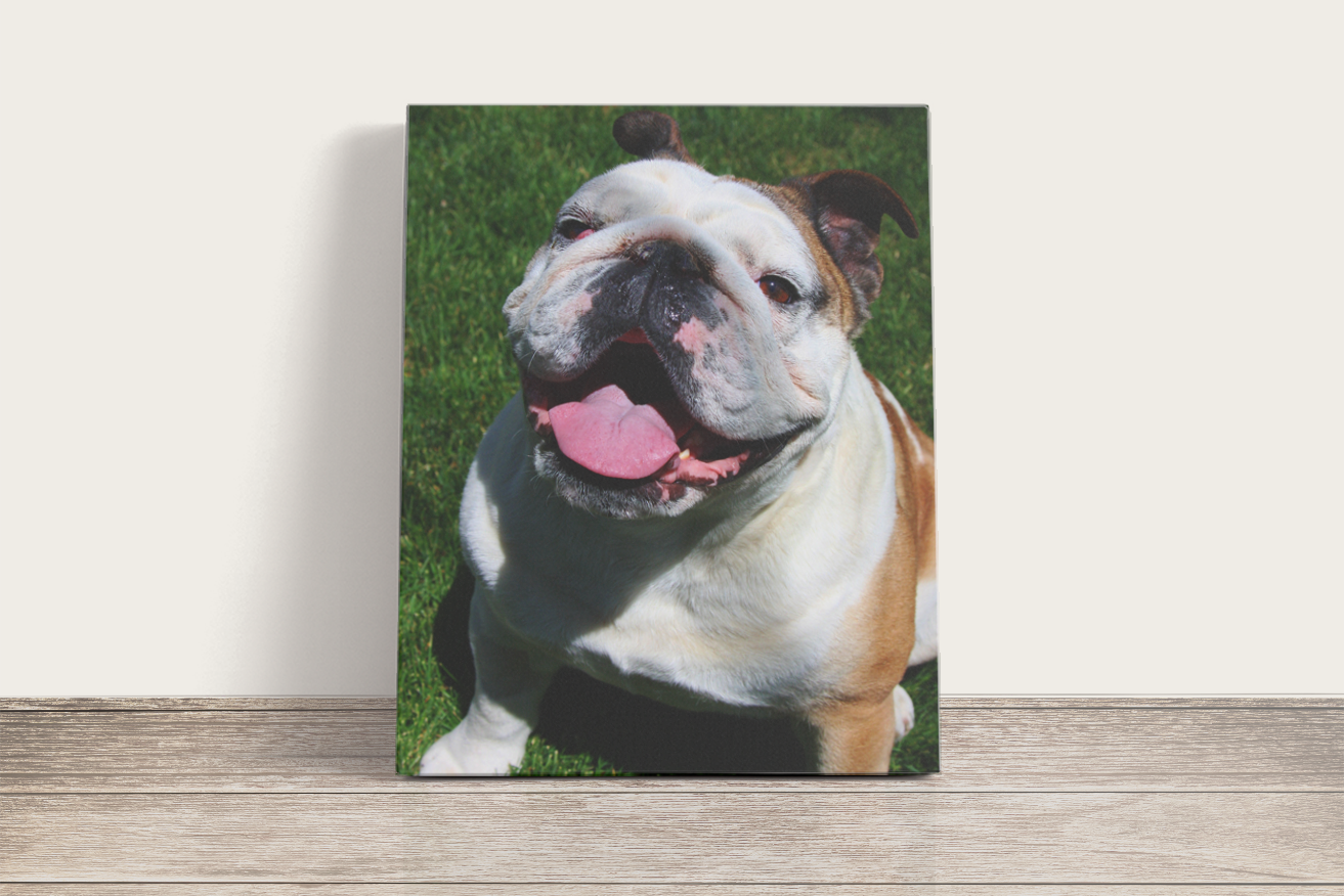 Boldog bulldog - vászonkép