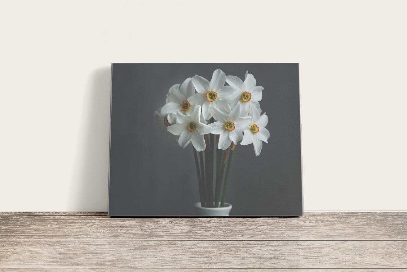 Fehér Nárcisz virágok - vászonkép
