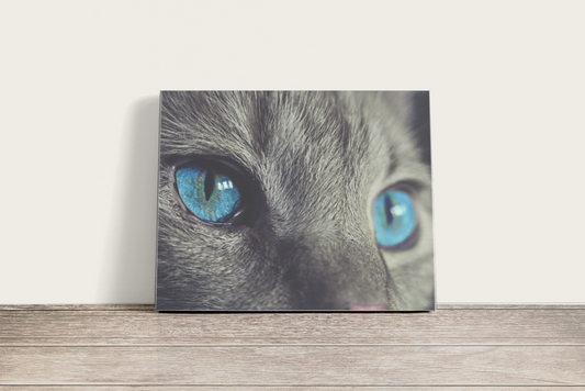 Kék cica szem  - vászonkép