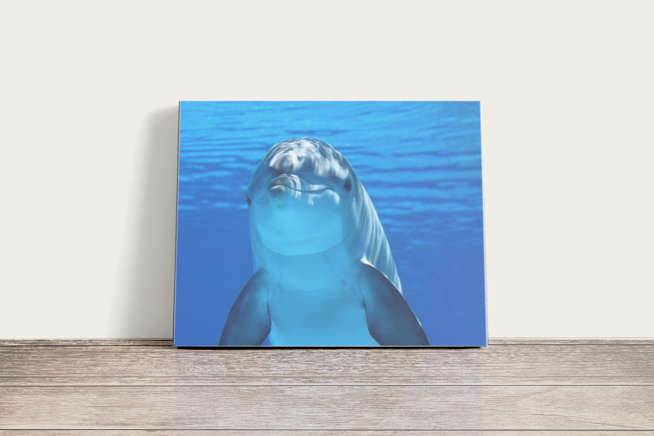 Palackorrú delfin - vászonkép