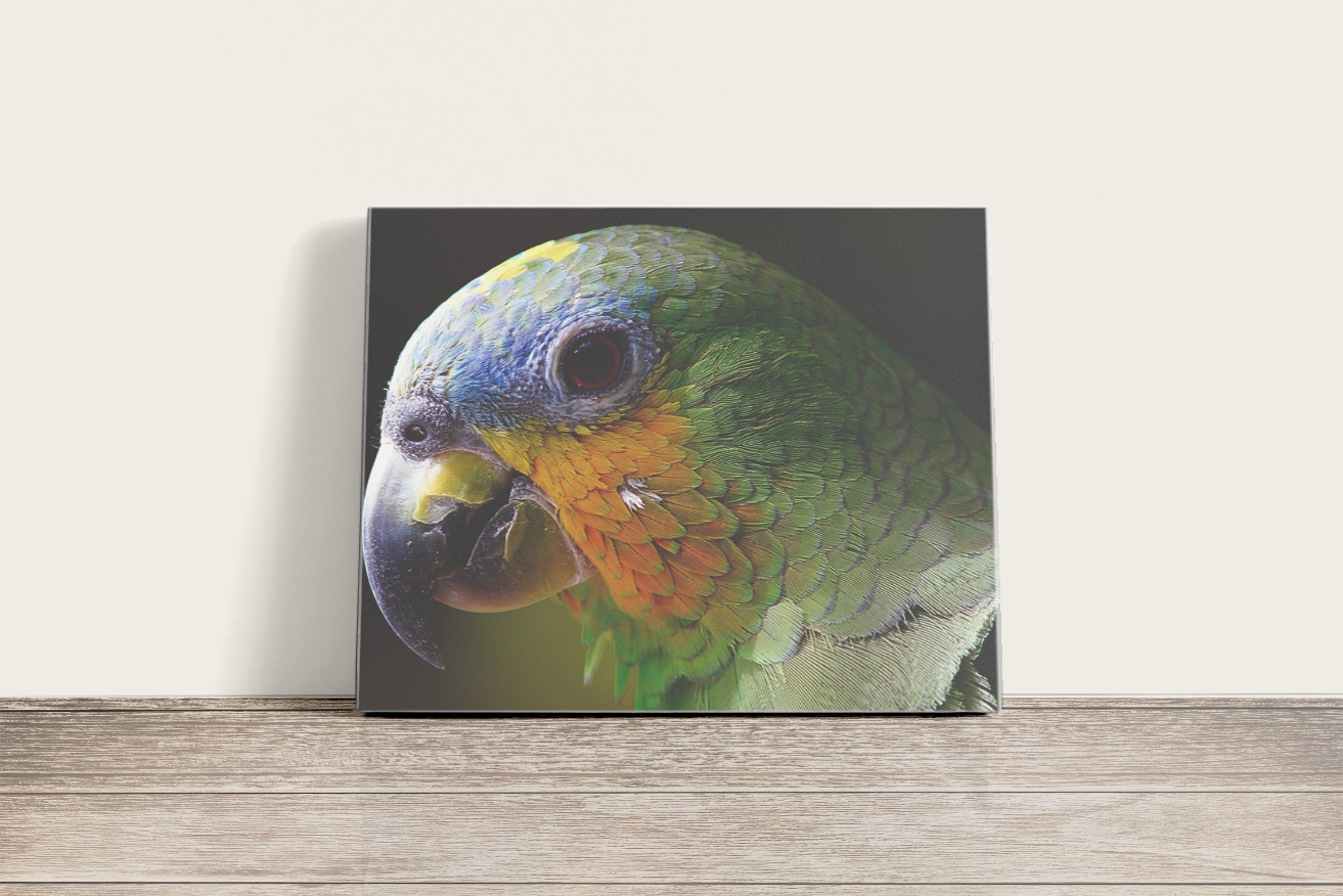 Színes ara papagáj - vászonkép