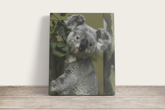 Szürke koalal - vászonkép