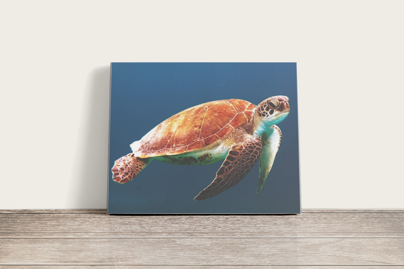 Úszó tengeri teknős - vászonkép